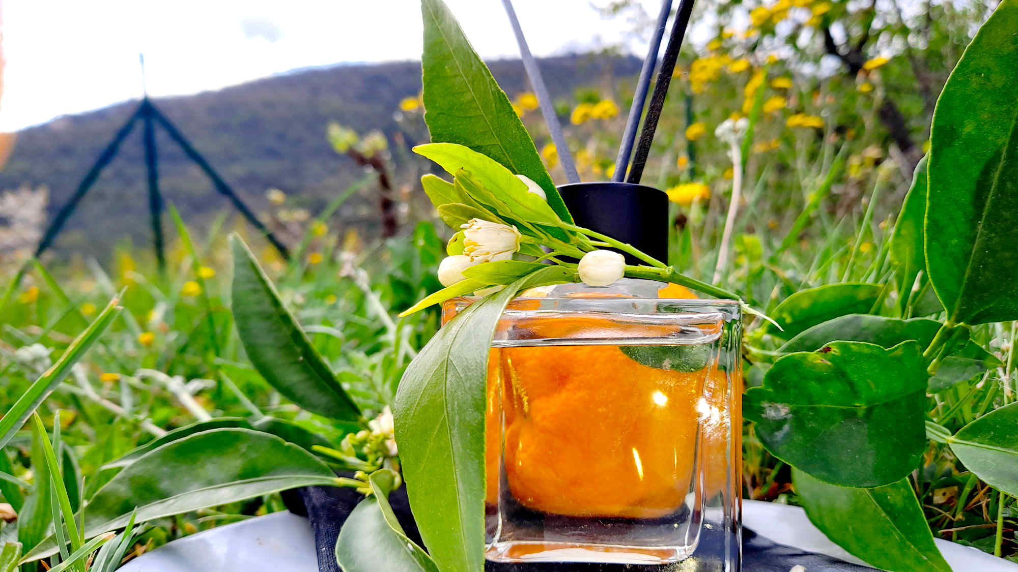 Diffuseur de parfum à bâtonnets fleur d'oranger - flacon capilla fleur oranger producteur local cote d azur grasse