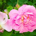 rose centifolia grasse producteur confits sirops ppam hydrolat eau florale travail