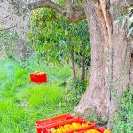 confitures orange agrumes clementines citrons cote d azur producteur travail