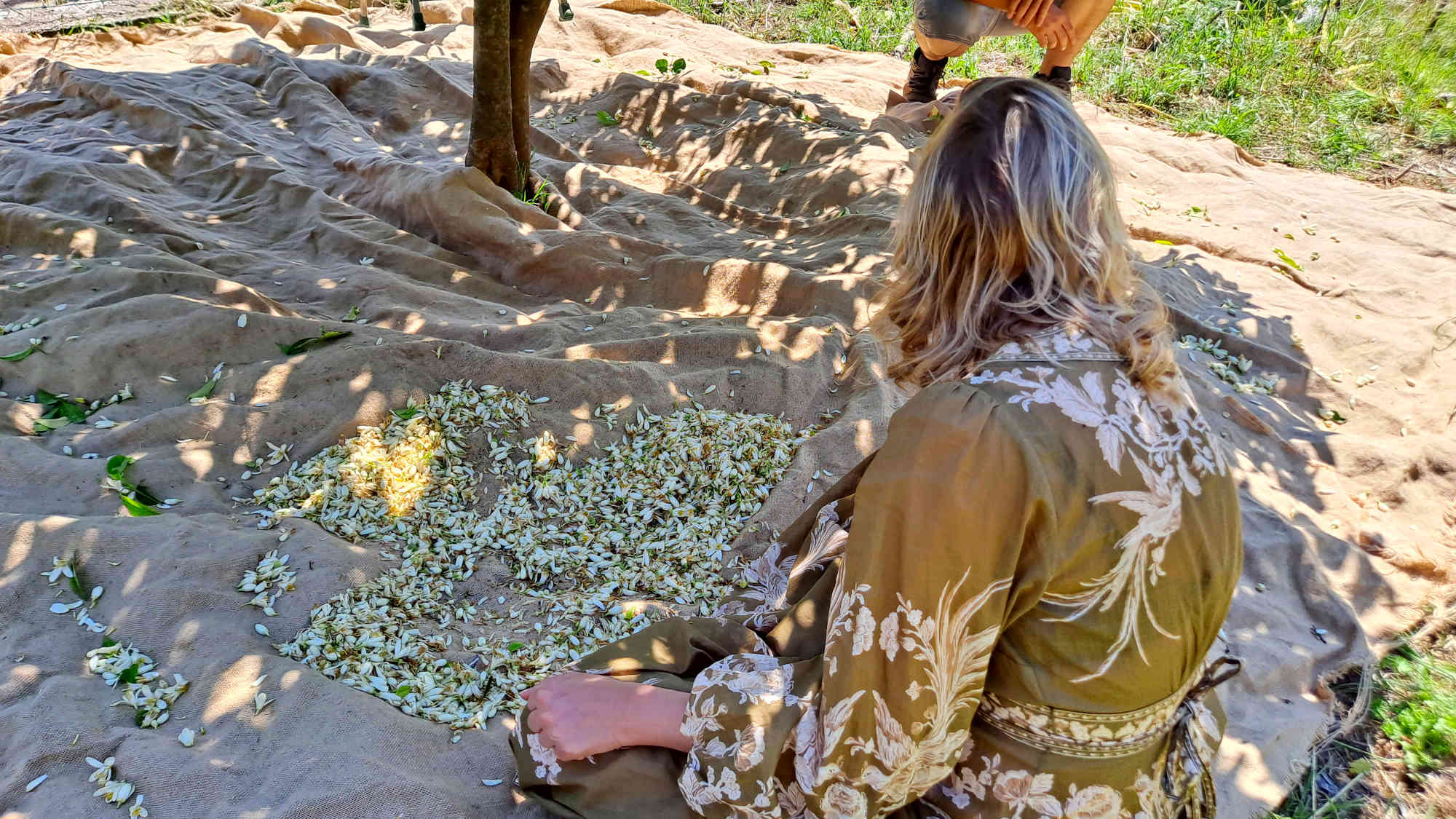 plantes parfums patrimoine grasse producteur cote d azur travail