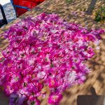 rose centifolia grasse producteur confits sirops ppam hydrolat eau florale travail