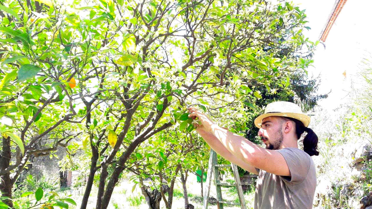 producteur transformateur ppam rose verveine oranger grasse sirops confitures hydrolats miels