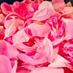 champs roses fleurs parfums grasse blog
