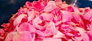 champs roses fleurs parfums grasse blog