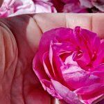 rose centifolia grasse producteurs produits confits sirops eau rose