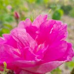 rose centifolia grasse producteurs produits confits sirops eau rose