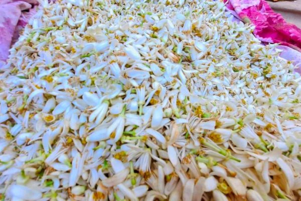 organic orange blossom syrup producer grasse cote d'azur 06