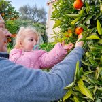 gelee clementine extra bio producteur local cote dazur alpes maritimes 06