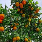 gelee clementine extra bio producteur local cote dazur alpes maritimes 06