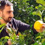 citrons confits confitures gelees direct producteur alpes maritimes bio ab