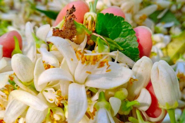 agriculteur producteur transformateur distillateur  bio ppam fleurs parfums blog grasse cote dazur