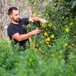 miel français bio parfumé au yuzu, produits sur la Côte d'Azur en Pays de Grasse