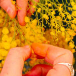 mimosa bio de la cote d'azur, produit localement en Pays de Grasse