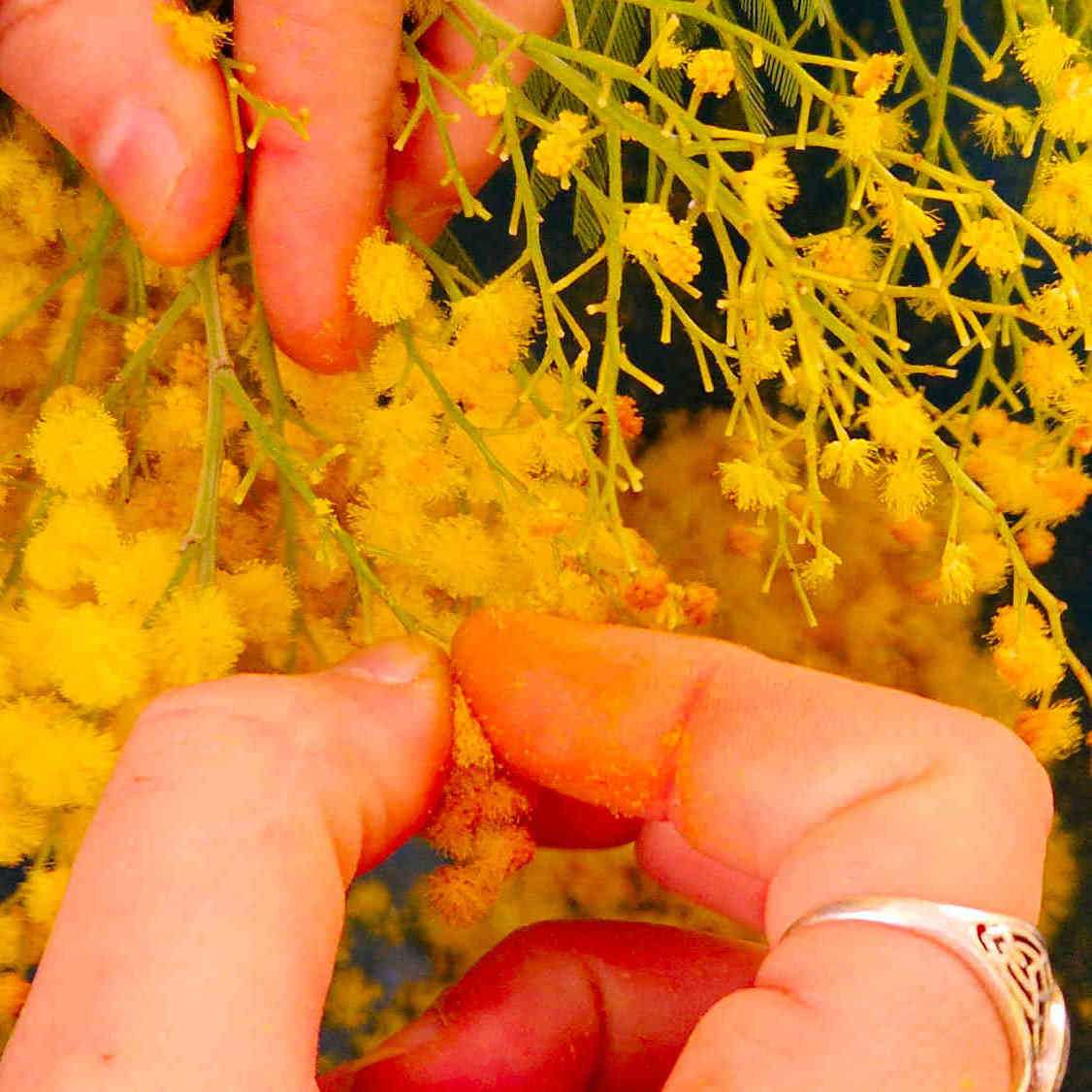 mimosa bio de la cote d'azur, produit localement en Pays de Grasse