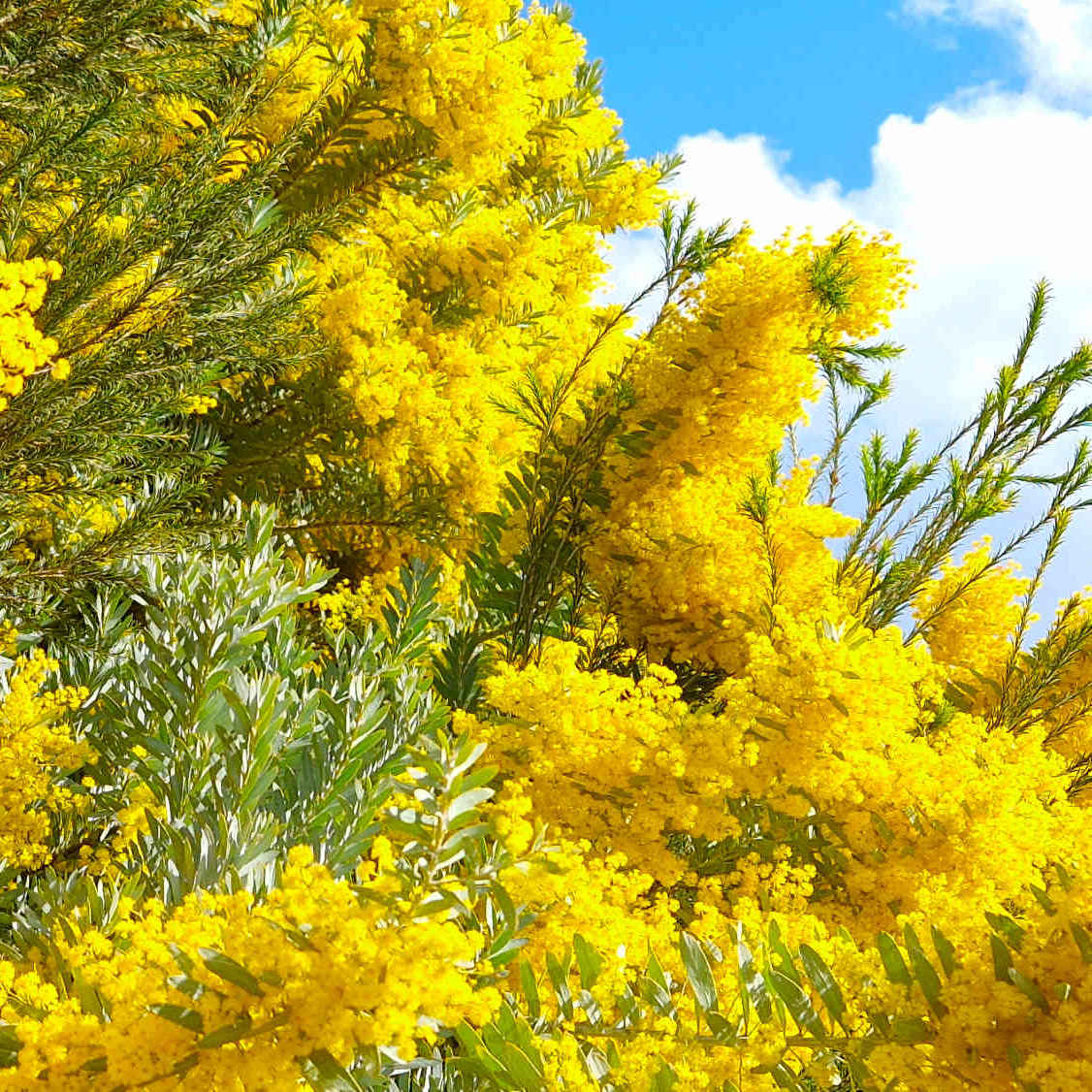 mimosa bio de la cote d'azur, produit localement en Pays de Grasse