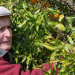 Chez Terroir-06, chaque récolte a une histoire… et un cœur récolte de nos clémentines bio des alpes-maritimes