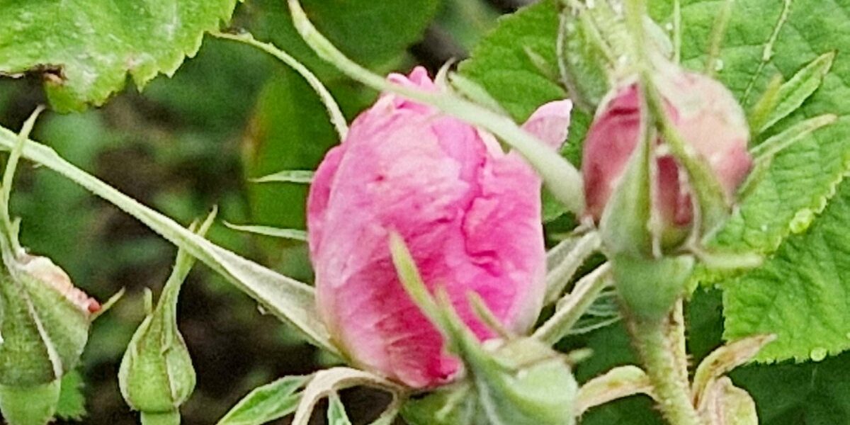 Rose centifolia bio du Pays de Grasse