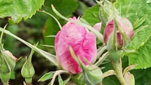 Rose centifolia bio du Pays de Grasse