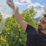 distillation, hydrolats, eau florales bio produites en pays de grasse