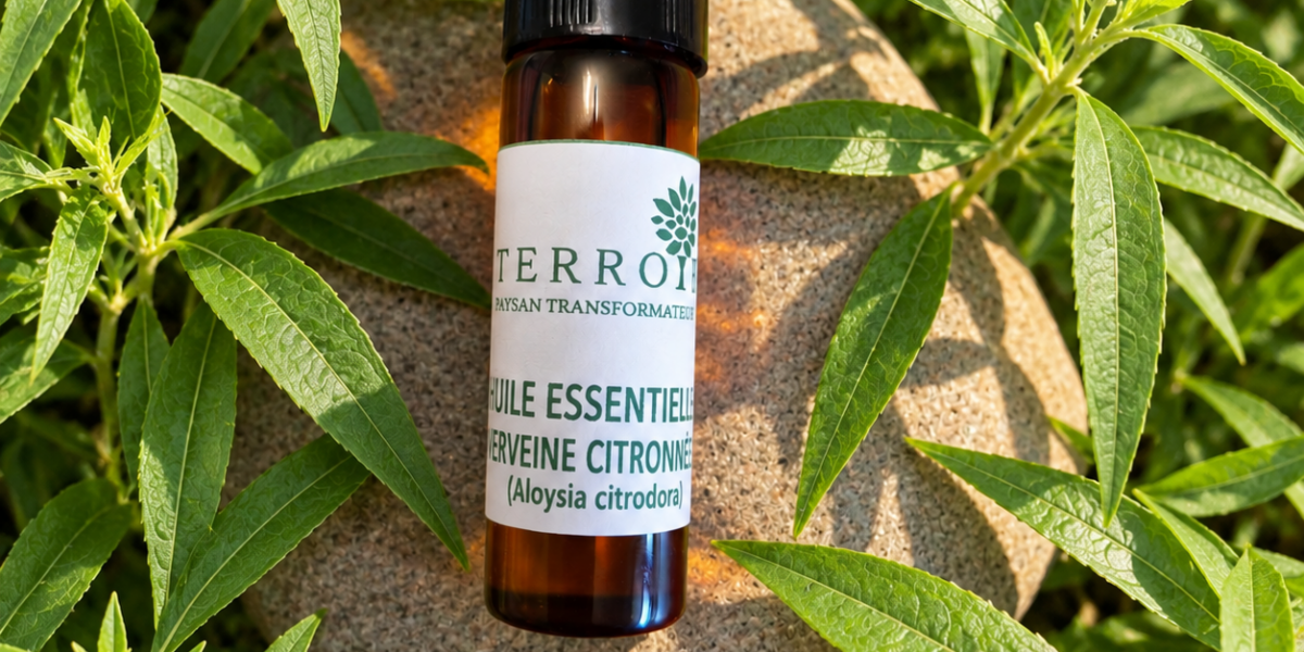 Huile essentielle de Verveine BIO produite en Pays de Grasse en France – TERROIR-06