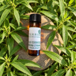 Huile essentielle de Verveine BIO produite en Pays de Grasse en France – TERROIR-06
