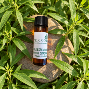 Huile essentielle de Verveine BIO produite en Pays de Grasse en France – TERROIR-06