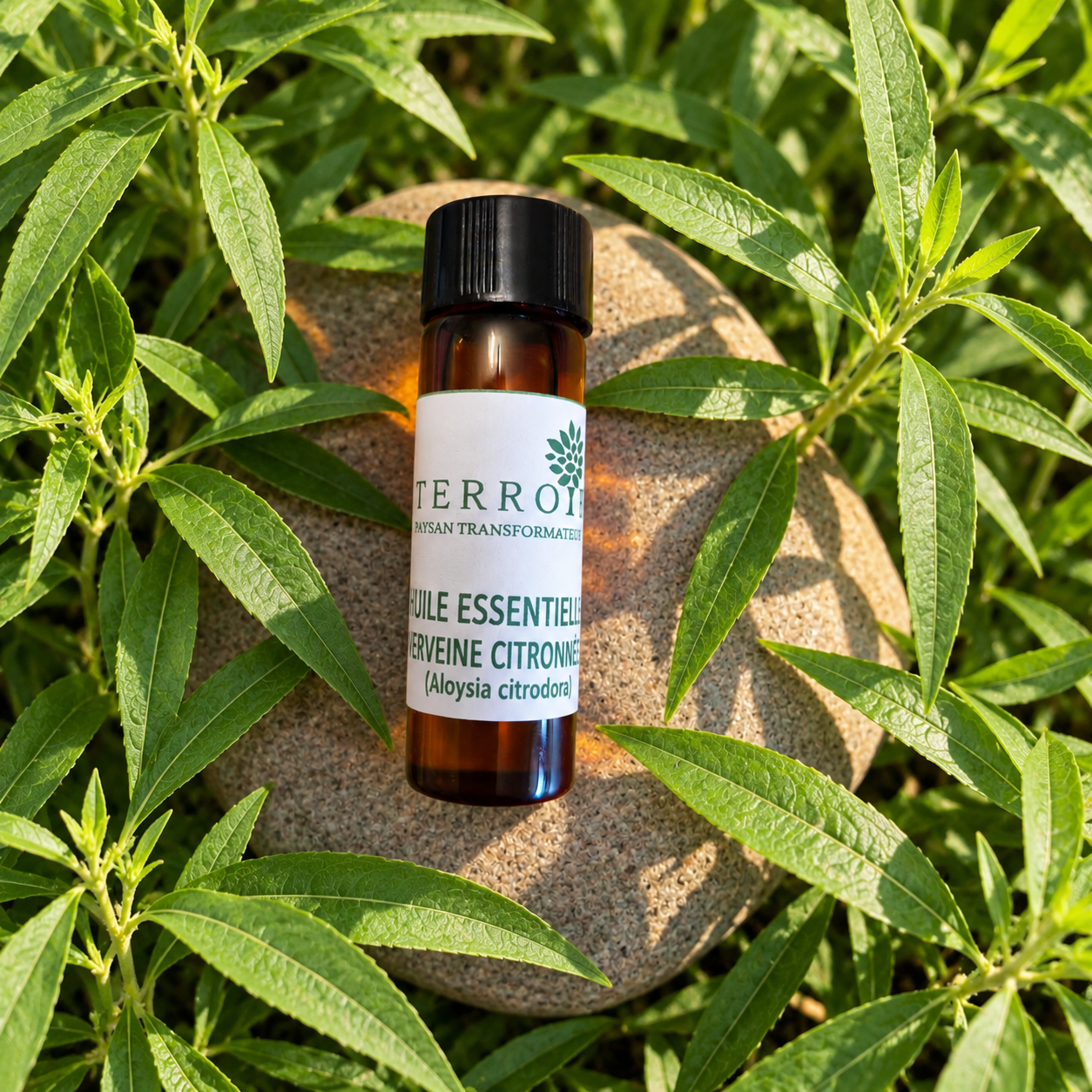 Huile essentielle de Verveine BIO produite en Pays de Grasse en France – TERROIR-06