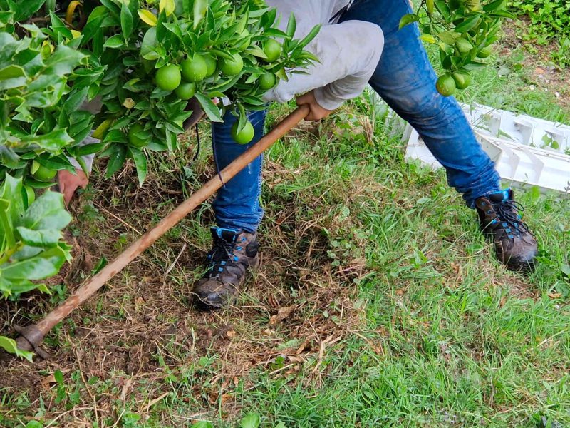 agriculteur producteur transformateur distillateur  bio ppam fleurs parfums blog grasse cote dazur