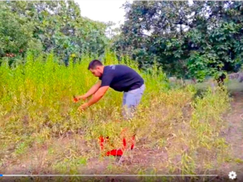 agriculteur producteur transformateur distillateur  bio ppam fleurs parfums blog grasse cote dazur