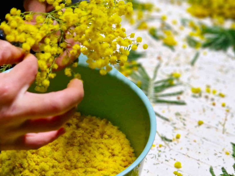 agriculteur producteur transformateur distillateur  bio ppam fleurs parfums blog grasse cote dazur