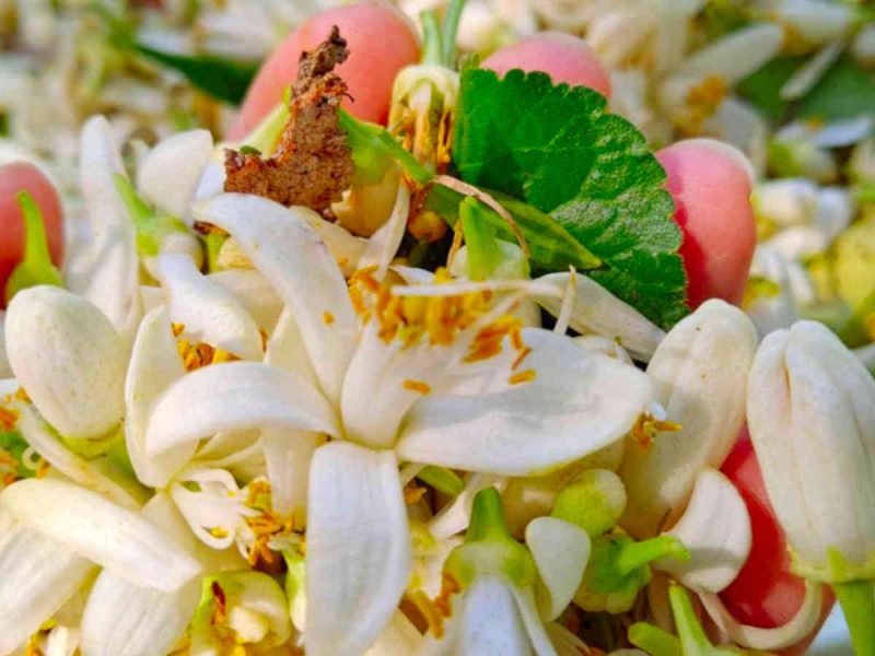 agriculteur producteur transformateur distillateur  bio ppam fleurs parfums blog grasse cote dazur