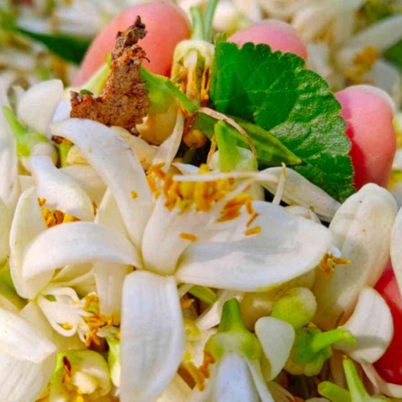 agriculteur producteur transformateur distillateur bio ppam fleurs parfums blog grasse cote dazur