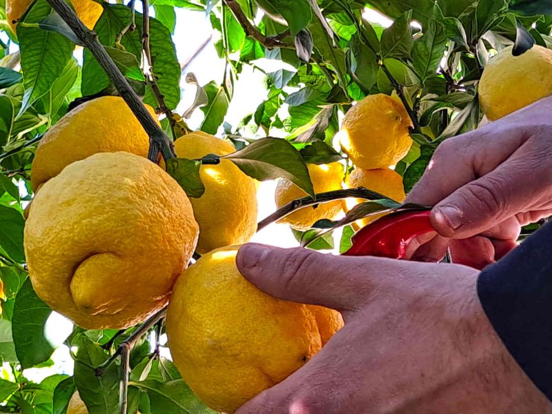 agriculteur producteur transformateur distillateur  bio ppam fleurs parfums blog