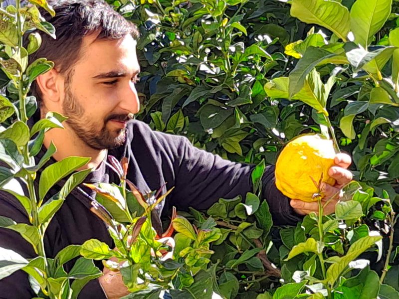 citrons confits confitures gelees direct producteur alpes maritimes bio ab