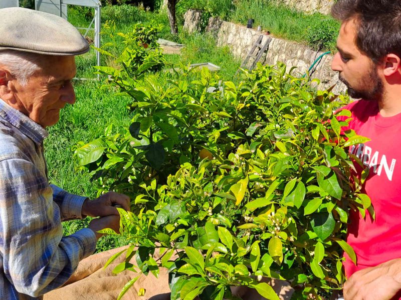 agriculteur producteur transformateur distillateur  bio ppam fleurs parfums blog