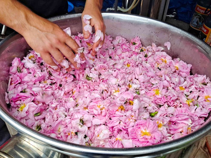 agriculteur producteur transformateur distillateur  bio ppam fleurs parfums blog