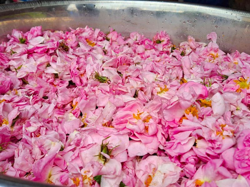 agriculteur producteur transformateur distillateur  bio ppam fleurs parfums blog