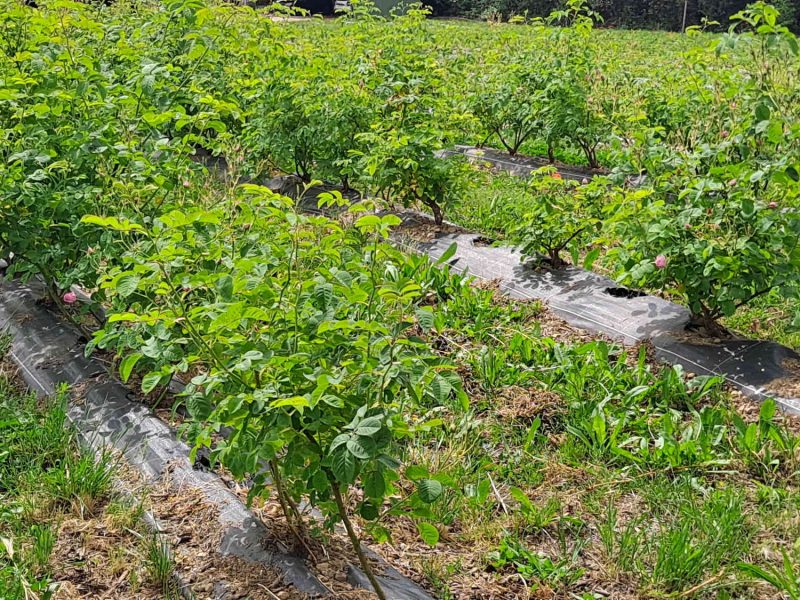 agriculteur producteur transformateur distillateur  bio ppam fleurs parfums blog