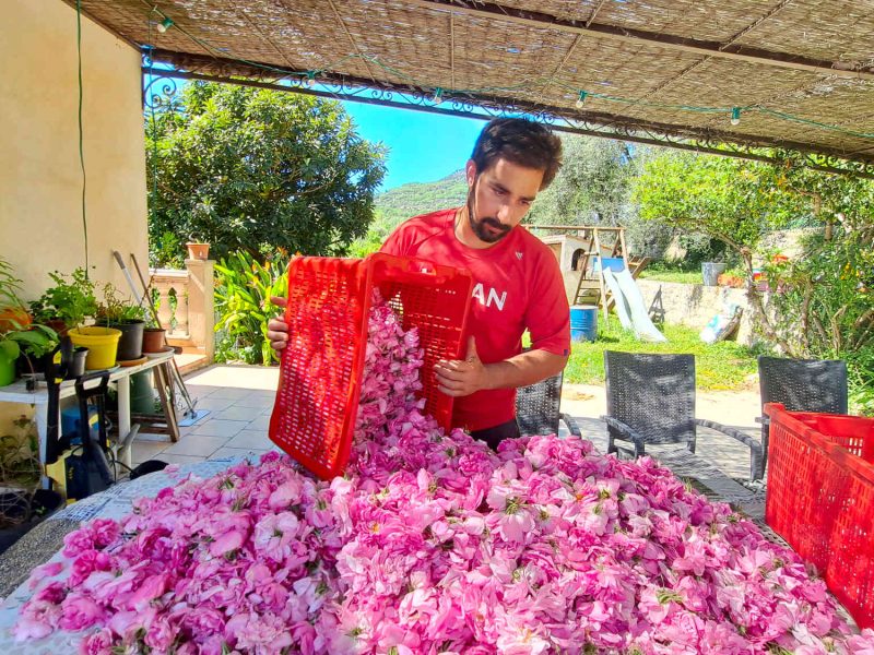 agriculteur producteur transformateur distillateur  bio ppam fleurs parfums blog