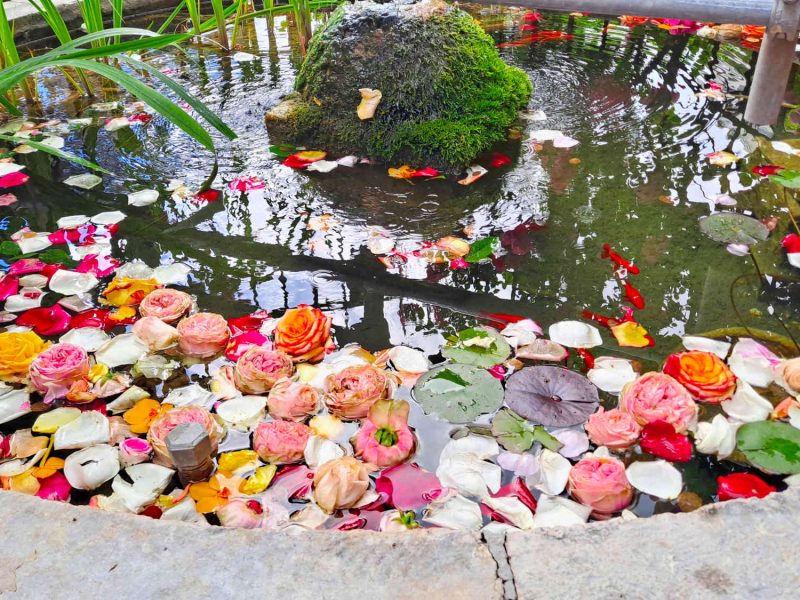 exporose grasse fete marche terroir 06 producteurs blog