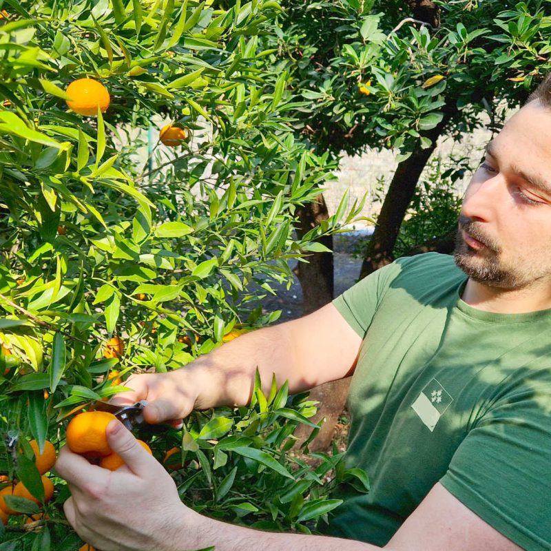agrumes et clementines bio produites sur la Côte d'Azur en Pays de Grasse