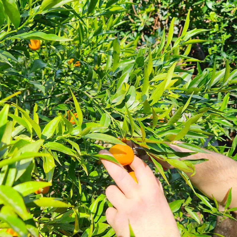agrumes et clementines bio produites sur la Côte d'Azur en Pays de Grasse