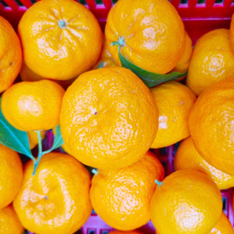 agrumes et clementines bio produites sur la Côte d'Azur en Pays de Grasse