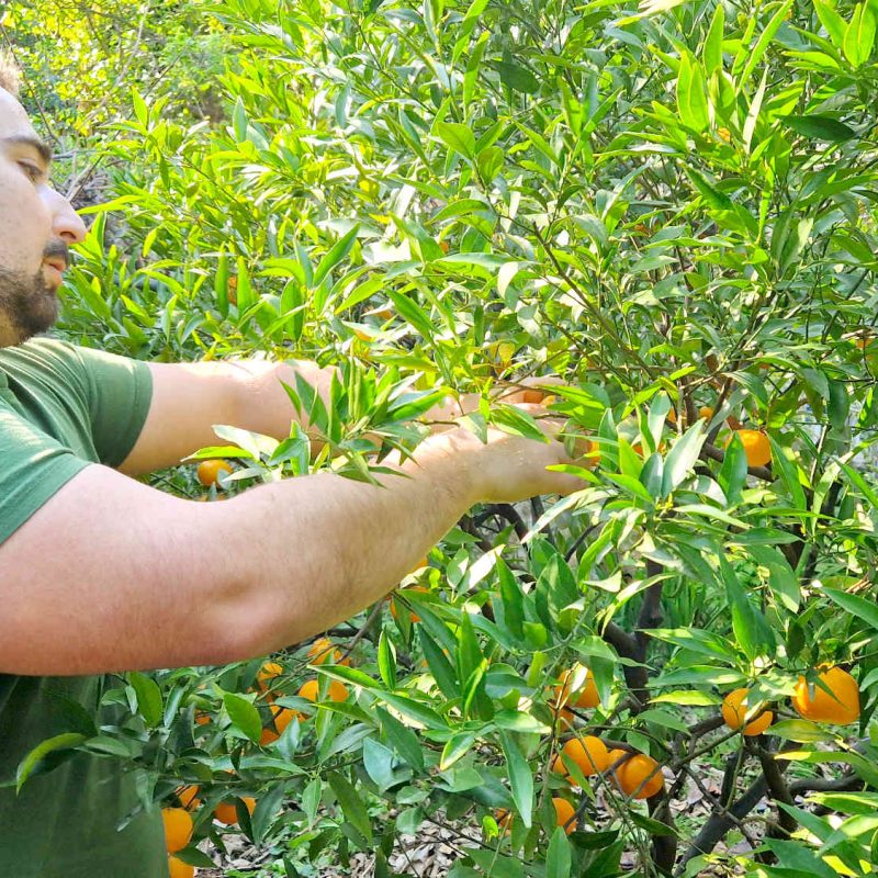 agrumes et clementines bio produites sur la Côte d'Azur en Pays de Grasse