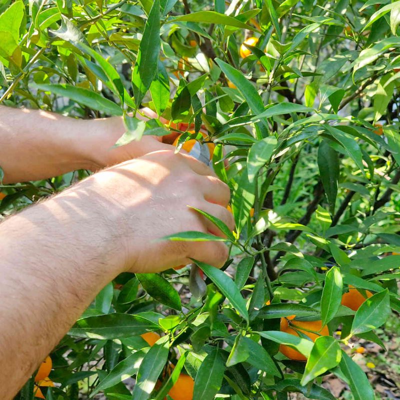 agrumes et clementines bio produites sur la Côte d'Azur en Pays de Grasse