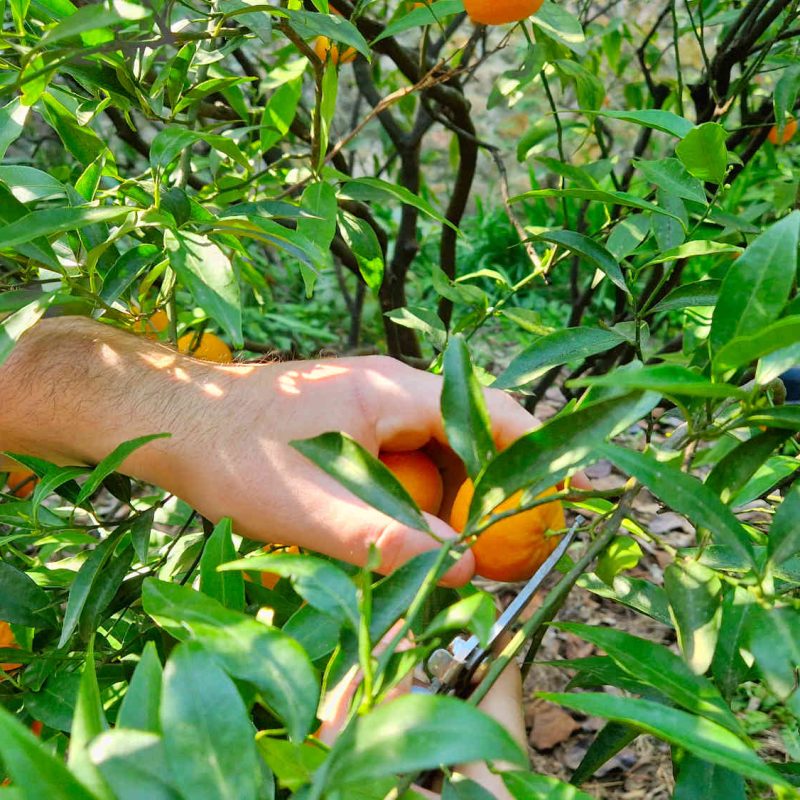 agrumes et clementines bio produites sur la Côte d'Azur en Pays de Grasse
