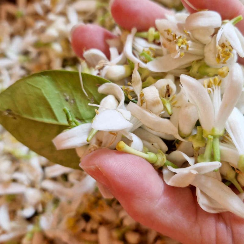 fleur d'oranger bio produite en france en Pays de Grasse