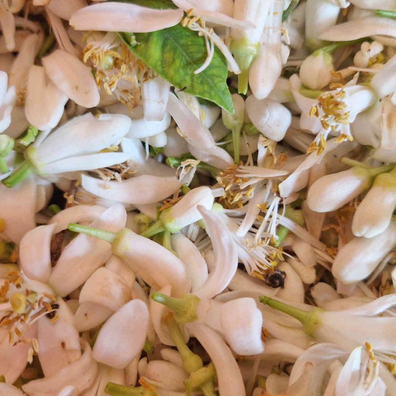 fleur d'oranger bio produite en france en Pays de Grasse