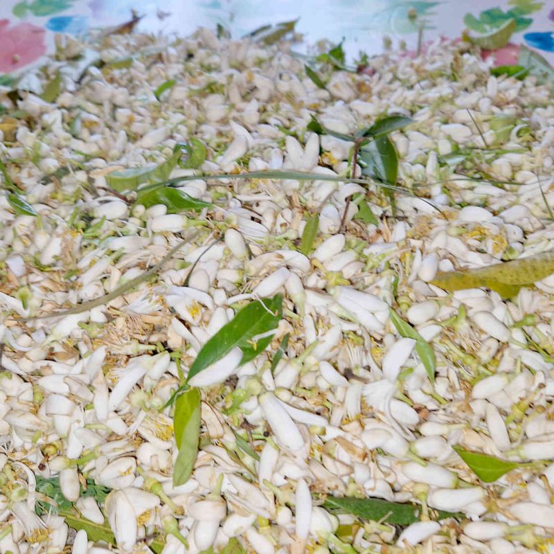 producteur de fleur d'oranger en France, Pays de Grasse