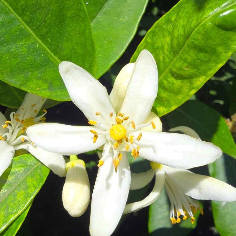 producteur de fleur d'oranger en France, Pays de Grasse